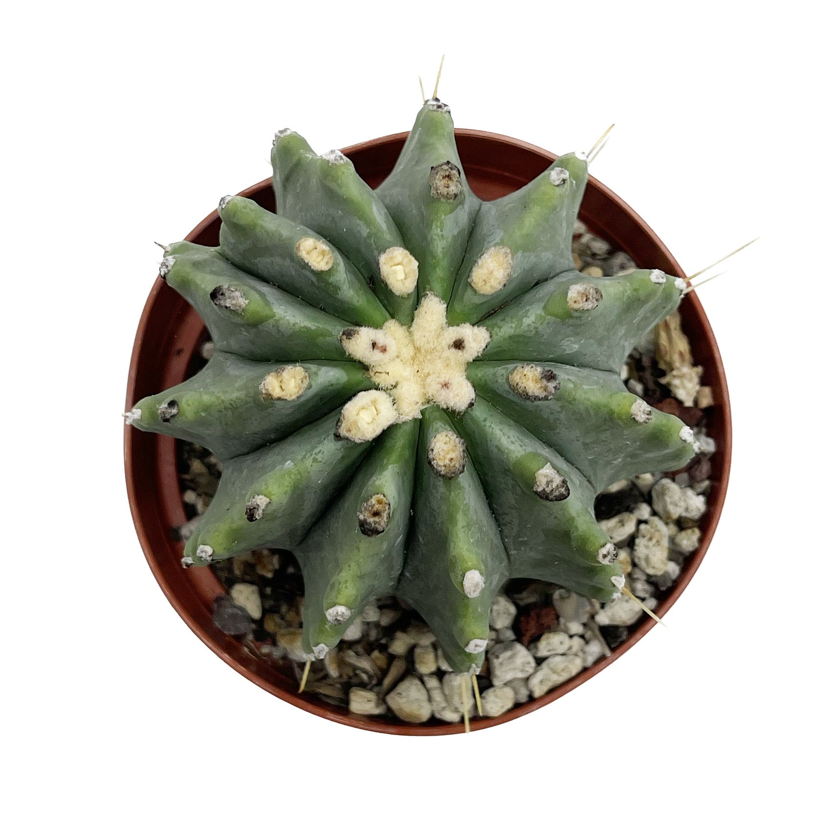 Nagi niebieski kaktus beczkowy | FerocactusNagi niebieski kaktus beczkowy | Ferocactus  