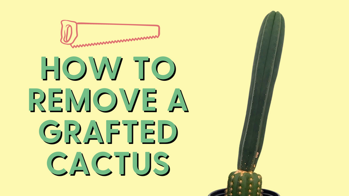 How to Remove a Grafted San Pedro Cactus