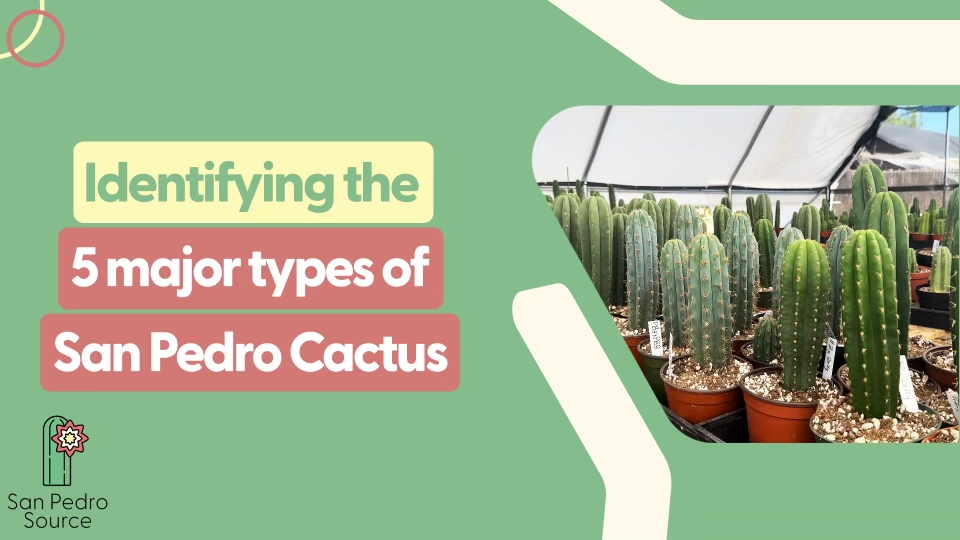 Identifying the 5 Major Types of San Pedro Cactus: The Ultimate Field ...