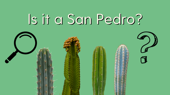 5 Common San Pedro Cactus Imposters