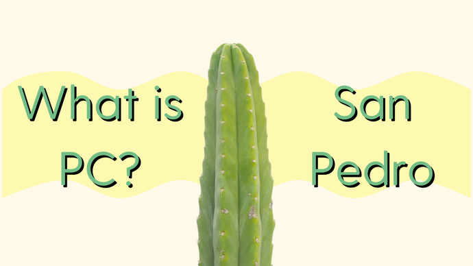 PC (Predominant-Cultivar) San Pedro Cactus: A Simple Guide