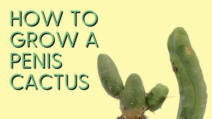 Penis Cactus Care Guide 101