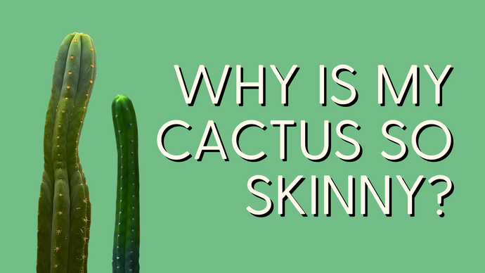 Cactus Etiolation & How to Fix it