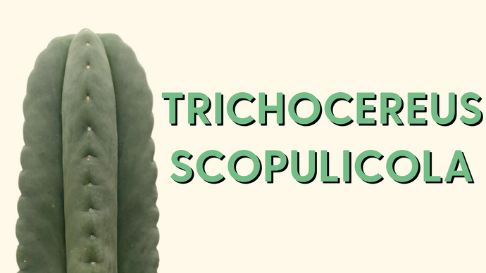 Scopulicola 101