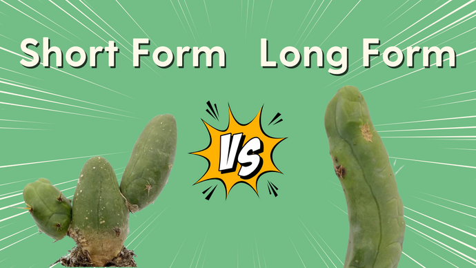 Long Form vs Short Form Penis Cactus | TBM Type A vs. Type B