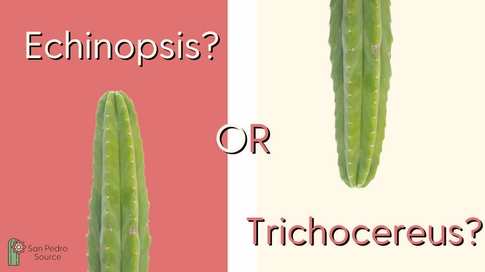 The Great Debate: Echinopsis or Trichocereus pachanoi?