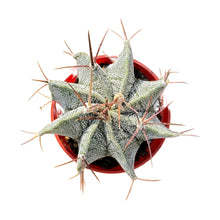 Load image into Gallery viewer, Astrophytum Ornatum | Star Barrel Cactus - 2.5 inch pot - San Pedro Source
