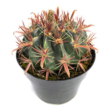 Load image into Gallery viewer, Ferocactus Latispinus | Devil’s Tongue Cactus - 2.5 inch - San Pedro Source
