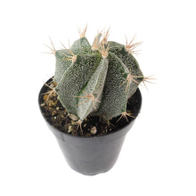 Load image into Gallery viewer, Astrophytum Ornatum | Star Barrel Cactus
