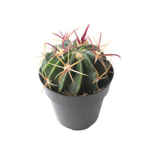 Load image into Gallery viewer, Ferocactus Latispinus | Devil’s Tongue Cactus - 2.5 inch - San Pedro Source
