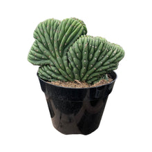 Load image into Gallery viewer, Trichocereus Pachanoi Cristata | Crested San Pedro Cactus - 8 inch pot (Bare Root) - San Pedro Source
