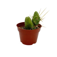 Load image into Gallery viewer, Trichocereus Bridgesii Monstrose | Short Form | Type B | Penis Cactus - Medium (4 inch pot) - San Pedro Source
