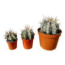 Load image into Gallery viewer, Astrophytum Ornatum | Star Barrel Cactus
