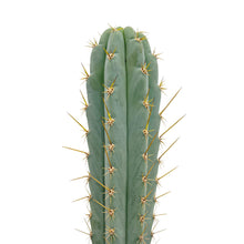 Load image into Gallery viewer, Trichocereus Peruvianus | Peruvian Torch Cactus
