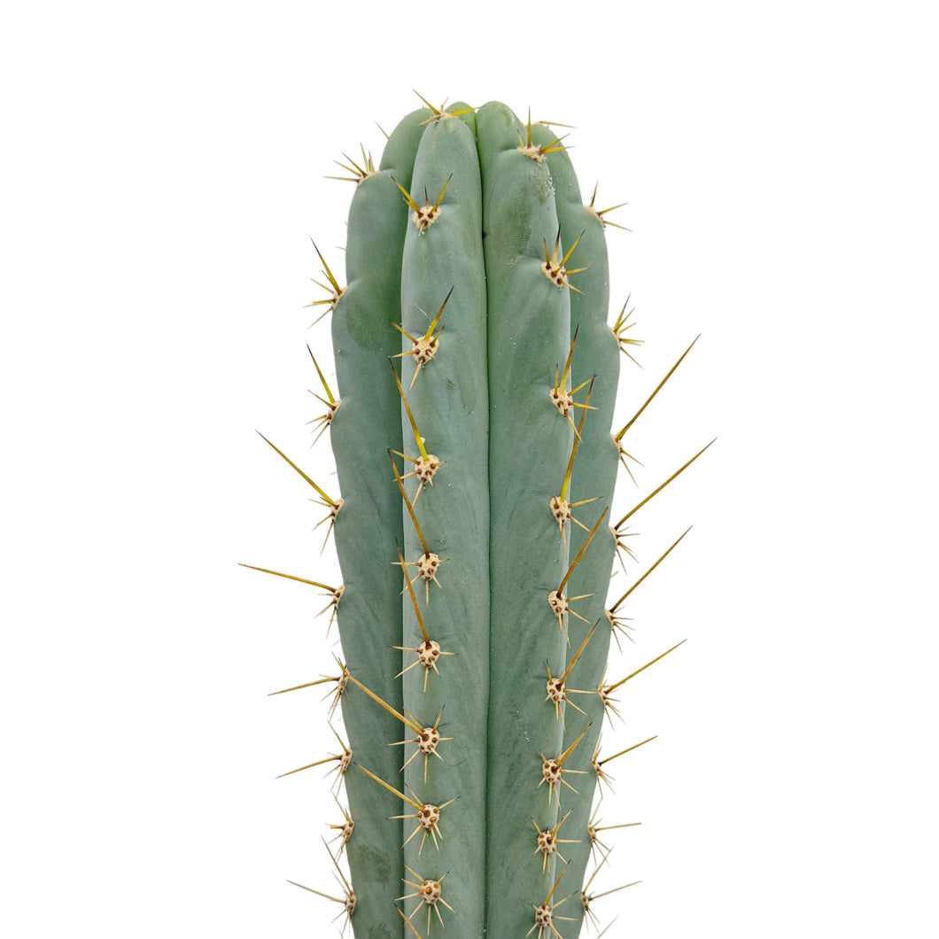 Trichocereus Peruvianus 'Icaro' | Icaro DNA Peruvian Torch