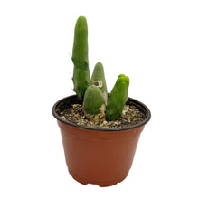 Load image into Gallery viewer, Trichocereus Bridgesii Monstrose | Short Form | Type B | Penis Cactus
