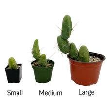 Load image into Gallery viewer, Trichocereus Bridgesii Monstrose | Short Form | Type B | Penis Cactus - Small (2.5 inch pot) - San Pedro Source
