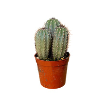 Load image into Gallery viewer, Cipocereus bradei - 2.5 inch pot - San Pedro Source
