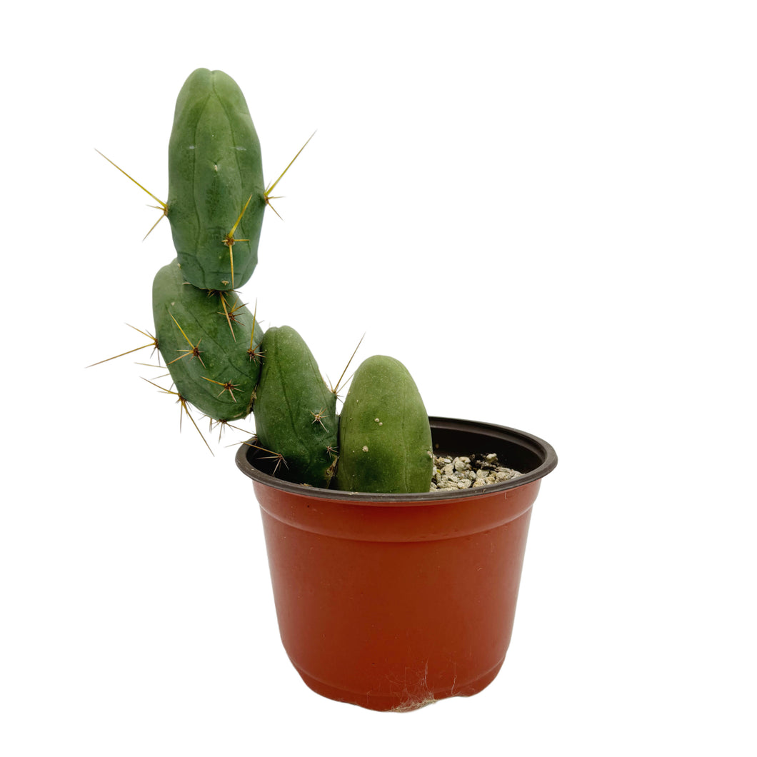 Trichocereus Bridgesii Monstrose | Short Form | Type B | Penis Cactus - Large (6 inch pot - Bare Root) - San Pedro Source