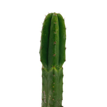 Load image into Gallery viewer, Trichocereus Pachanoi | Non-PC San Pedro Cactus
