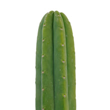 Load image into Gallery viewer, Trichocereus Pachanoi | Non-PC San Pedro Cactus
