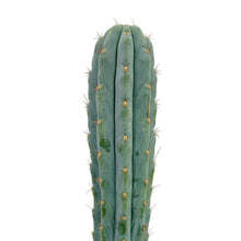 Load image into Gallery viewer, Trichocereus Peruvianus &#39;Icaro&#39; | Icaro DNA Peruvian Torch
