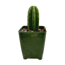 Load image into Gallery viewer, Trichocereus Scopulicola | Spineless San Pedro Cactus - Rooted / Seedling (2-4 inch) - San Pedro Source
