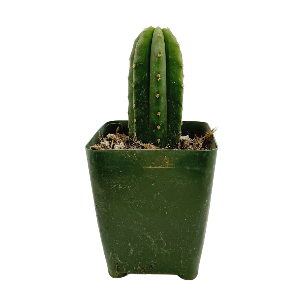 Trichocereus Scopulicola | Spineless San Pedro Cactus - Rooted / Seedling (2-4 inch) - San Pedro Source