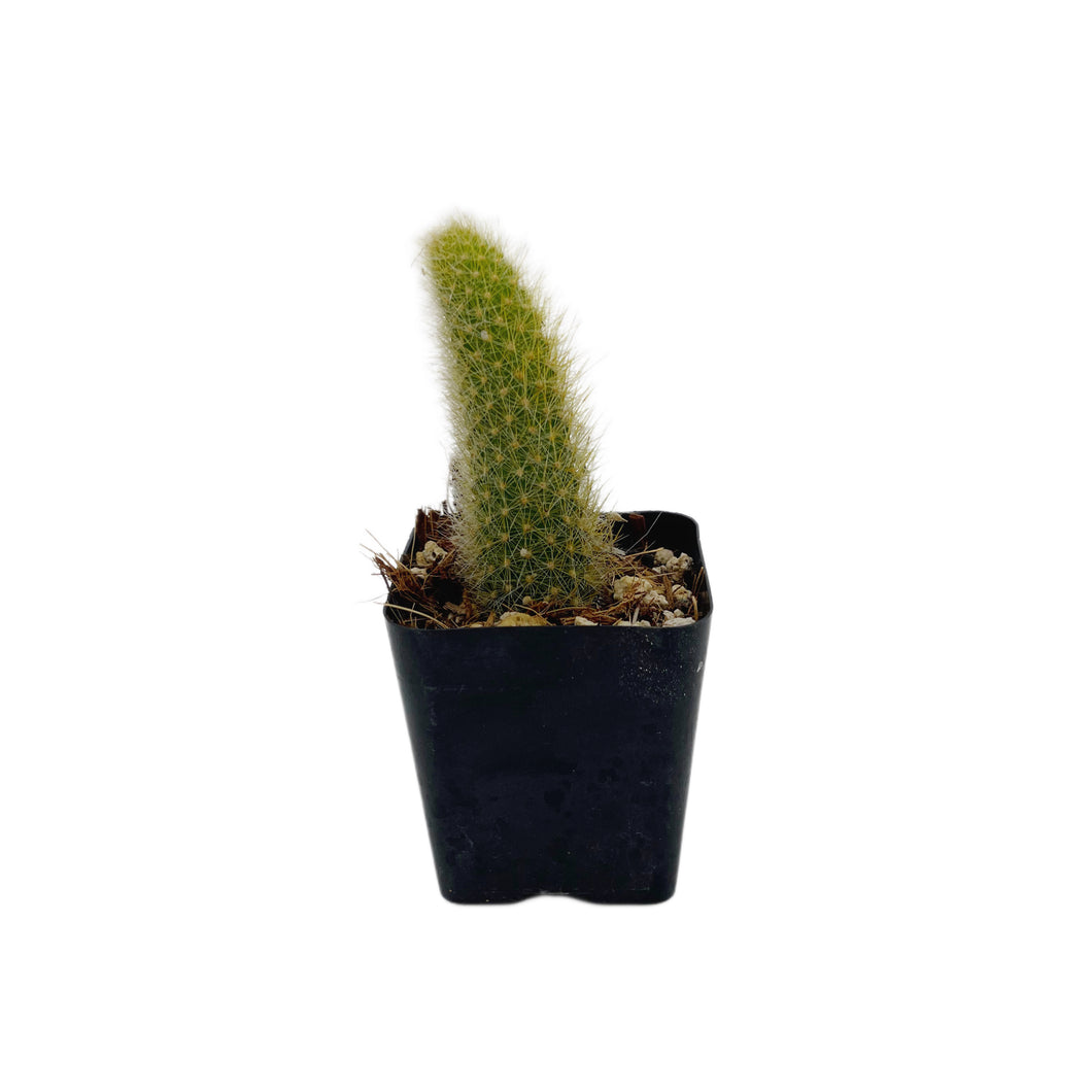 Cleistocactus colademononis | Monkey Tail Cactus