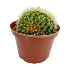 Load image into Gallery viewer, Echinocactus Grusonii Cristata | Crested Golden Barrel Cactus
