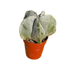 Load image into Gallery viewer, Astrophytum Myriostigma | Bishops Cap Cactus
