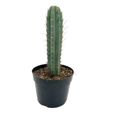 Load image into Gallery viewer, Trichocereus Peruvianus | Peruvian Torch Cactus - Rooted / Seedling (2-4 inches) - San Pedro Source
