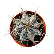 Load image into Gallery viewer, Astrophytum Ornatum | Star Barrel Cactus
