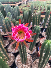 Load image into Gallery viewer, Trichocereus Zelly | Zelly Flowering Hybrids
