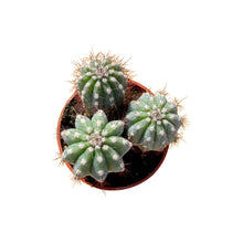 Load image into Gallery viewer, Cipocereus bradei - 2.5 inch pot - San Pedro Source
