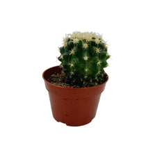 Load image into Gallery viewer, Short spined Golden Barrel Cactus | Echinocactus grusonii var. intermedius
