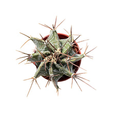 Load image into Gallery viewer, Astrophytum Ornatum | Star Barrel Cactus - 2.5 inch pot - San Pedro Source
