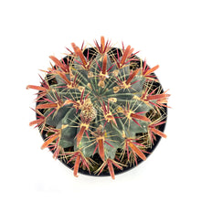 Load image into Gallery viewer, Ferocactus Latispinus | Devil’s Tongue Cactus - 2.5 inch - San Pedro Source
