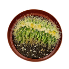 Load image into Gallery viewer, Echinocactus Grusonii Cristata | Crested Golden Barrel Cactus
