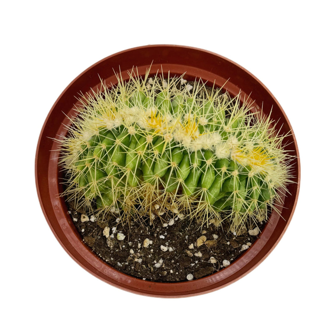 Echinocactus Grusonii Cristata | Crested Golden Barrel Cactus