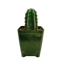 Load image into Gallery viewer, Trichocereus Peruvianus | Peruvian Torch Cactus
