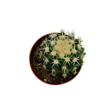 Load image into Gallery viewer, Short spined Golden Barrel Cactus | Echinocactus grusonii var. intermedius
