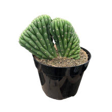 Load image into Gallery viewer, Trichocereus Pachanoi Cristata | Crested San Pedro Cactus - 8 inch pot (Bare Root) - San Pedro Source
