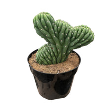 Load image into Gallery viewer, Trichocereus Pachanoi Cristata | Crested San Pedro Cactus - 8 inch pot (Bare Root) - San Pedro Source
