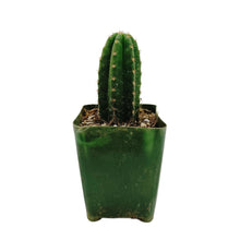 Load image into Gallery viewer, Trichocereus Pachanoi | Non-PC San Pedro Cactus
