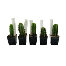 Load image into Gallery viewer, Seedling Variety Packs | San Pedro Cactus Seedling Variety
