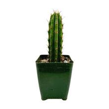 Load image into Gallery viewer, Trichocereus Bridgesii | Bolivian Torch Cactus - Rooted / Seedling (2-4 inch) - San Pedro Source
