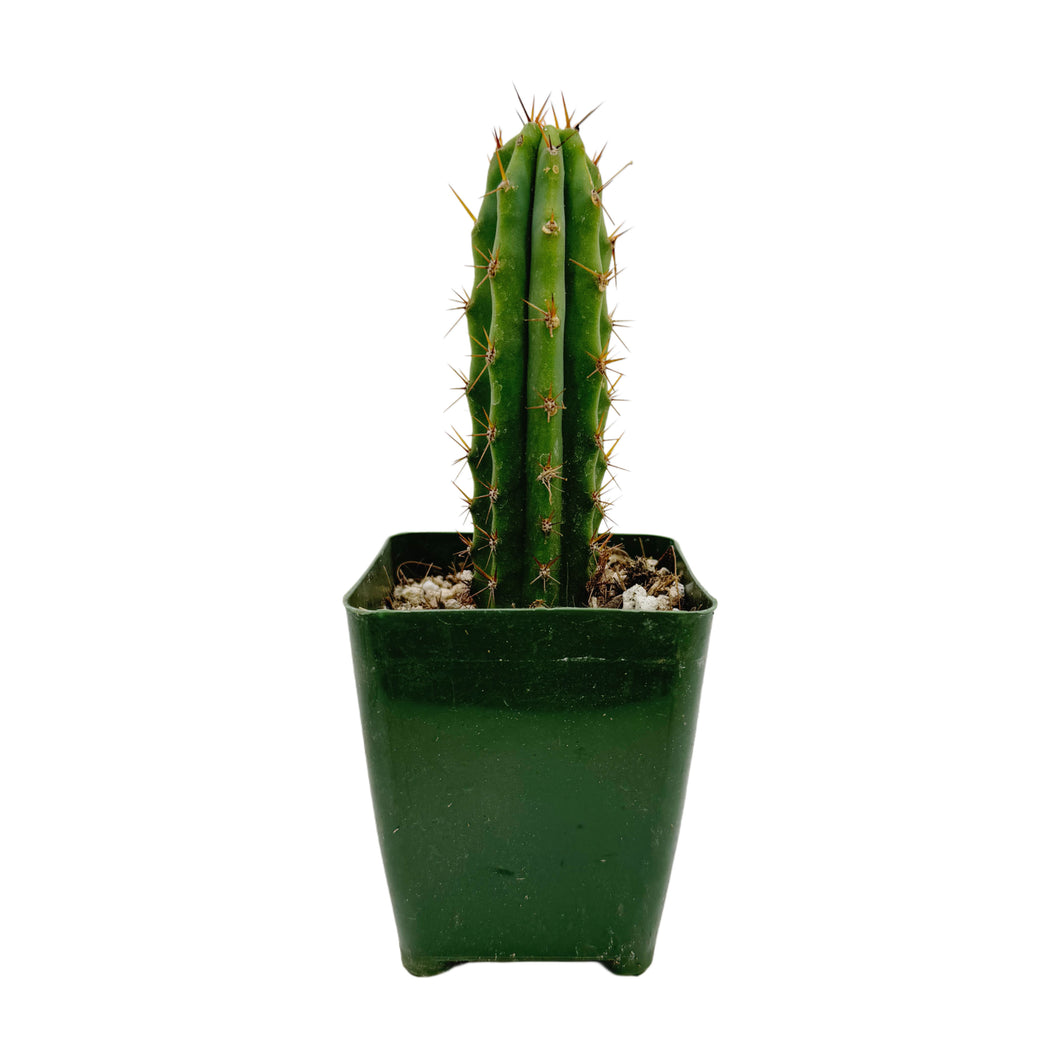 Trichocereus Bridgesii | Bolivian Torch Cactus - Rooted / Seedling (2-4 inch) - San Pedro Source