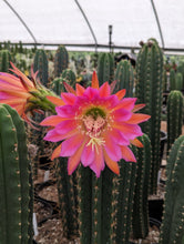 Load image into Gallery viewer, Trichocereus Zelly | Zelly Flowering Hybrids
