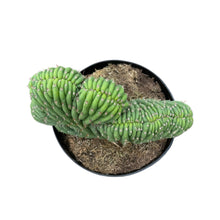 Load image into Gallery viewer, Trichocereus Pachanoi Cristata | Crested San Pedro Cactus - 8 inch pot (Bare Root) - San Pedro Source
